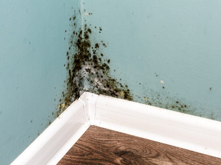 Black Mold is growing in the corner of a home with a blue wall